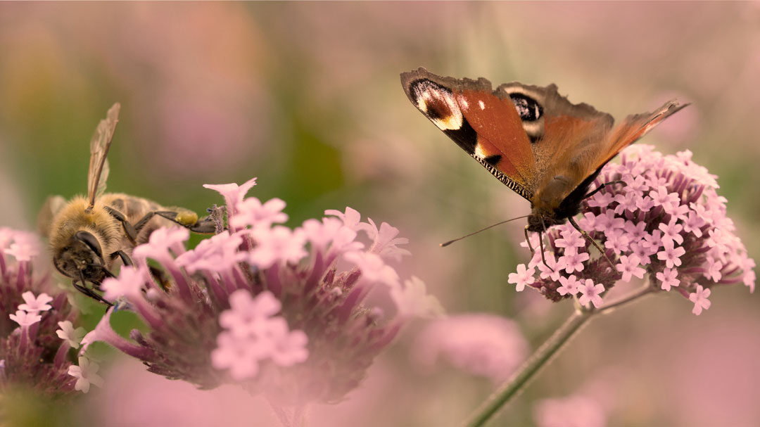 Fjäril på en blomma